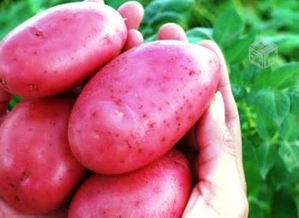 Papas x kilo.