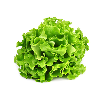 Lechuga Marina x Unidad